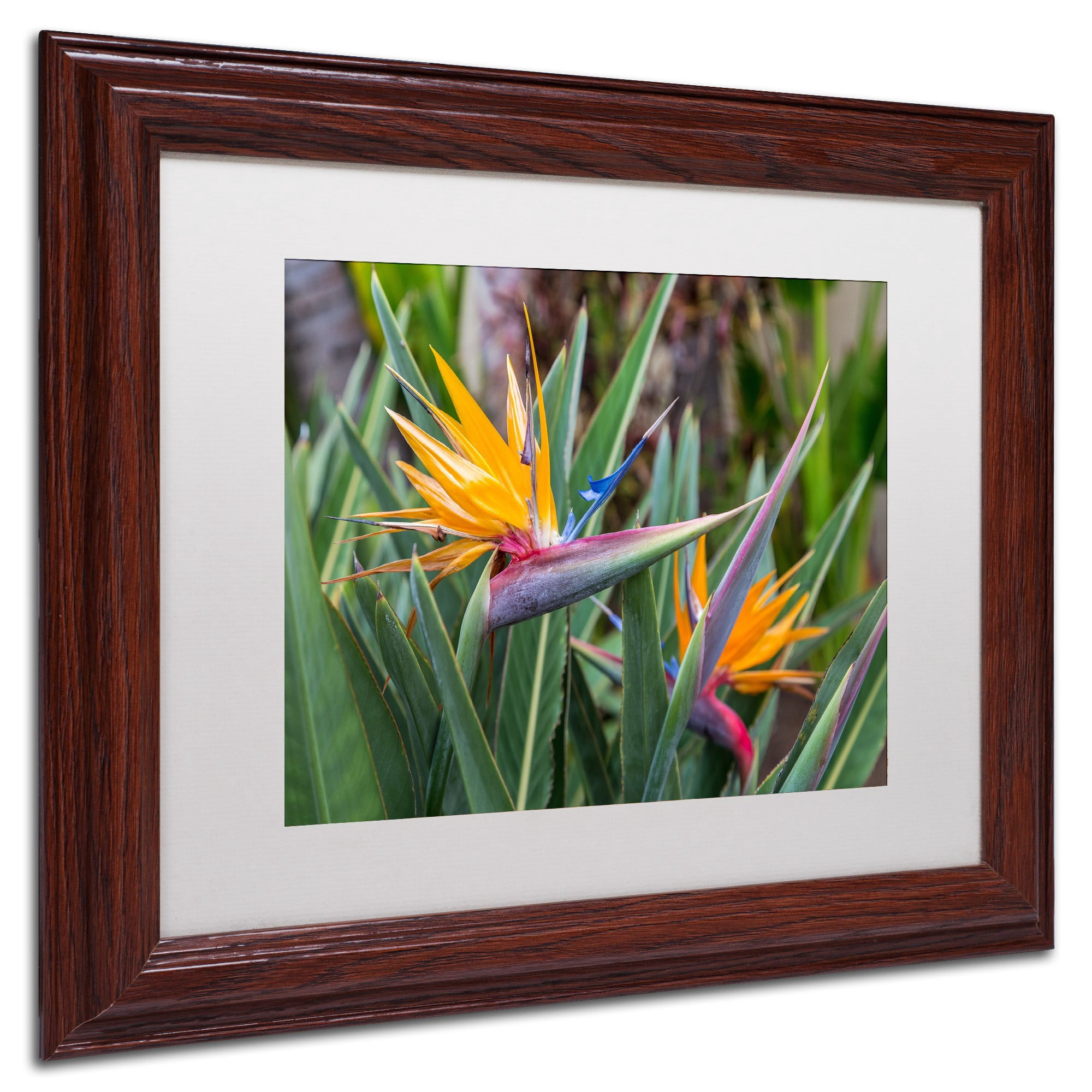 Trademark Fine Art 'Two Birds of Paradise' Canvas Art by Pierre Leclerc, White Matte, Wood Frame