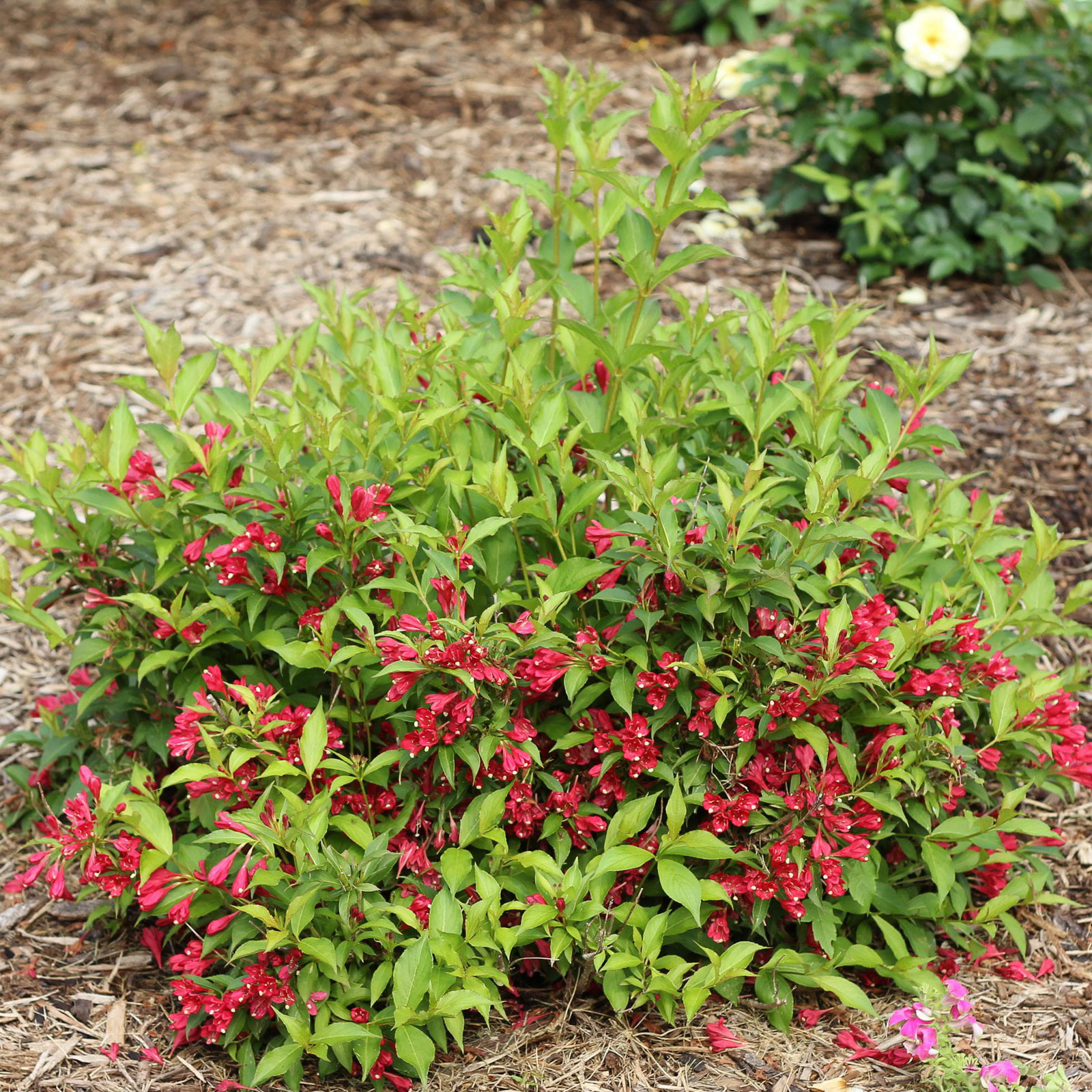 Sonic Bloom® Red Weigela - 3 gallon container – Lots of Plants