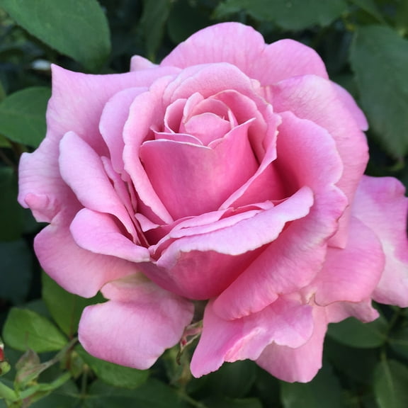 Heirloom Roses 12-15 inches tall Pink Rose Bush - Memorial Day™ Hybrid Tea Live Plant