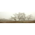 thumbnail image 2 of Blaustein, Alan 18x9 White Modern Wood Framed Museum Art Print Titled - Oak Tree - 59, 2 of 4