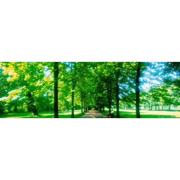 Tree-lined road Dresden vicinity Germany Canvas Art - Panoramic Images (18 x 6)