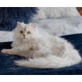 thumbnail image 1 of Persian Cat Focused - DIY Diamond Painting, 1 of 6