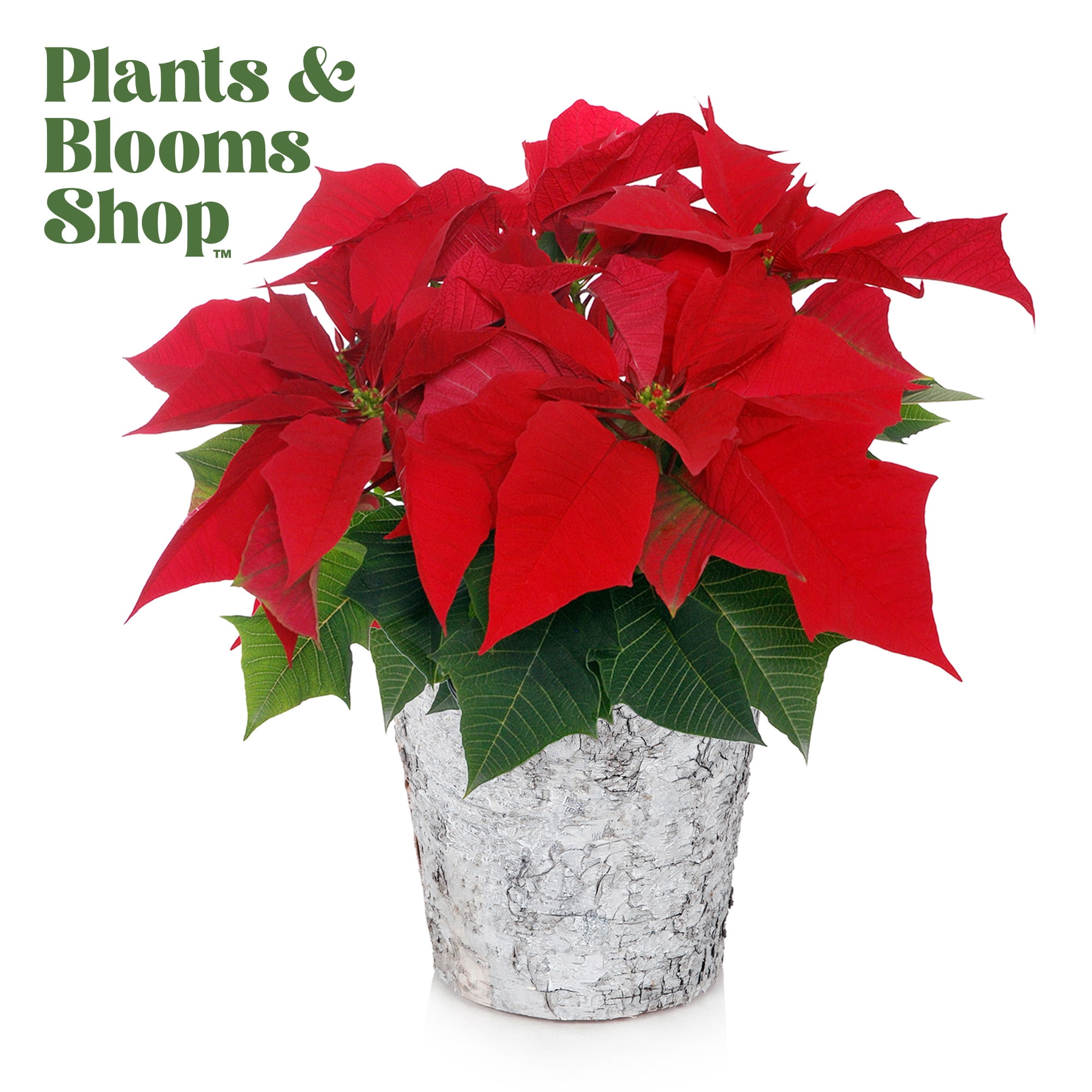 Plants and Blooms 1416" Red Poinsettia Live Plant in 6" Birch Wood Pot
