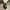 Holiday Gifts Black, variant on Holiday Deals ABPWLY Robot Dog Toys Interactive Electronic Puppy Sound Control Teddy Walk Bark with Music Touching Control Robotic Pet Children's Gift