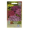 thumbnail image 1 of Semillas Aubrietia 0.1 Gr Morado Vita, 1 of 3