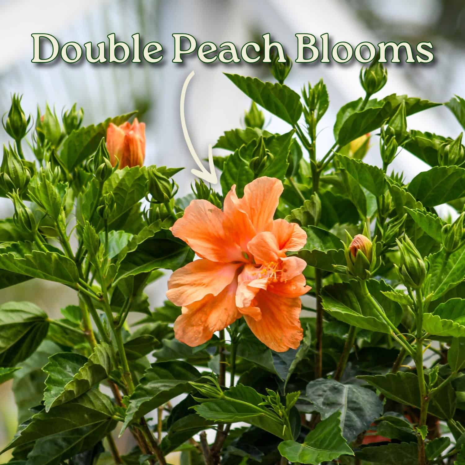 Tropical Plants of Florida 38" to 44" Braided Double Peach Hibiscus Tree, 10 in Grower Pot, 1 Count, Attract Bees