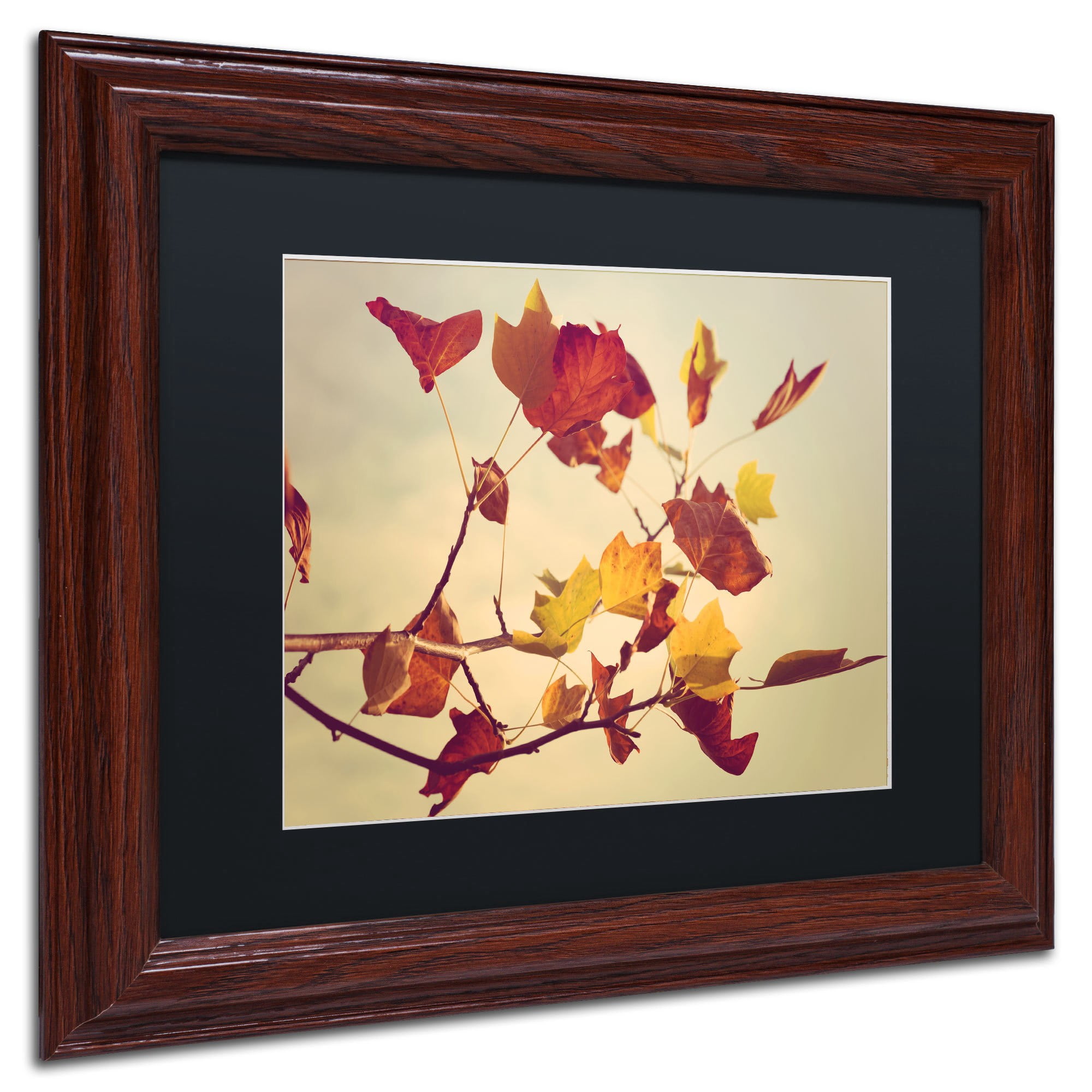 Trademark Fine Art "Still Fall" Canvas Art by Philippe Sainte-Laudy, Black Matte, Wood Frame