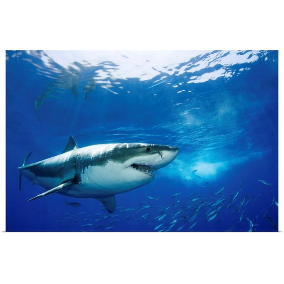 Great BIG Canvas | Rolled Dave Fleetham Poster Print entitled Mexico, Guadalupe Island, Great White Shark (Carcharodon Carcharias)