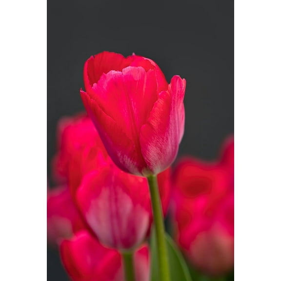 Lady Van Eijk Tulip Bulbs – 10 Pack – Dark Pink Darwin Hybrid Tulips – Large Spring Blooming Flowers for Gardens & Bouquets