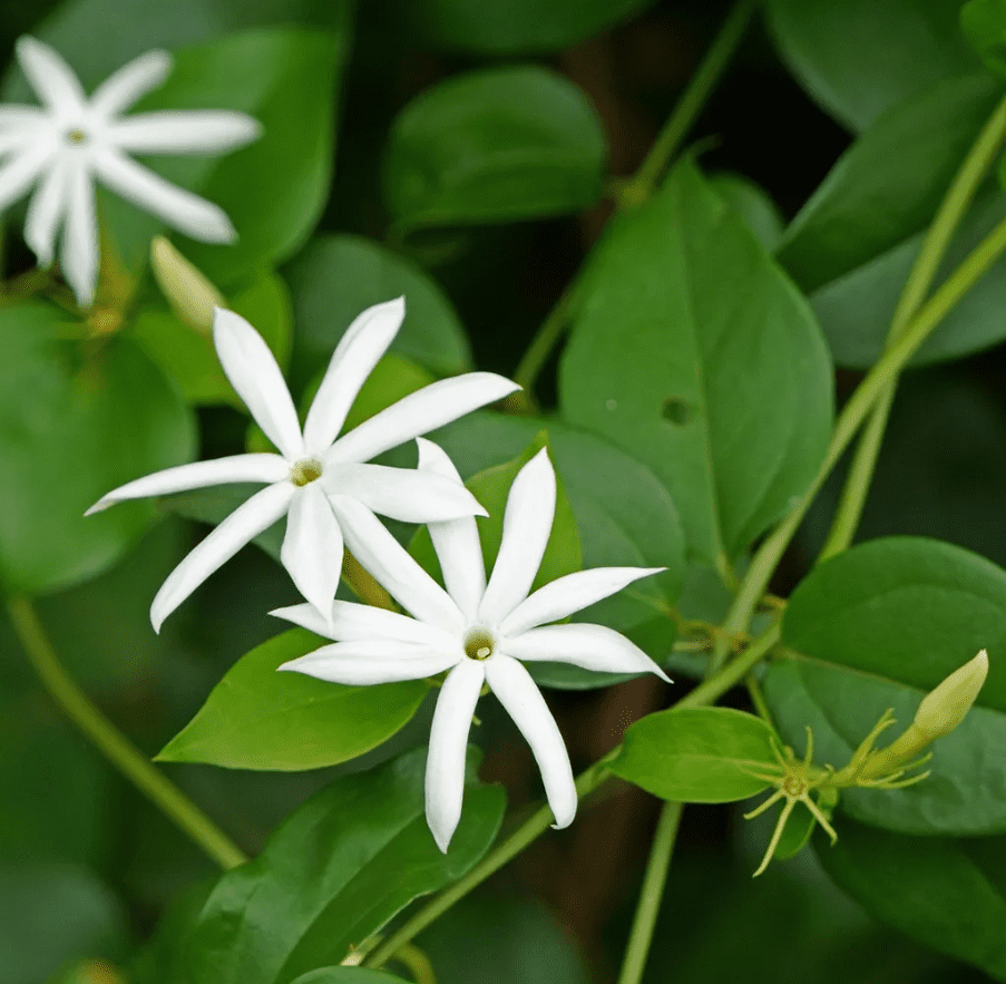 Downey Jasmine Plant Live, 4-8 Inches, Fragrant Jasmine Flower Vine for Planting