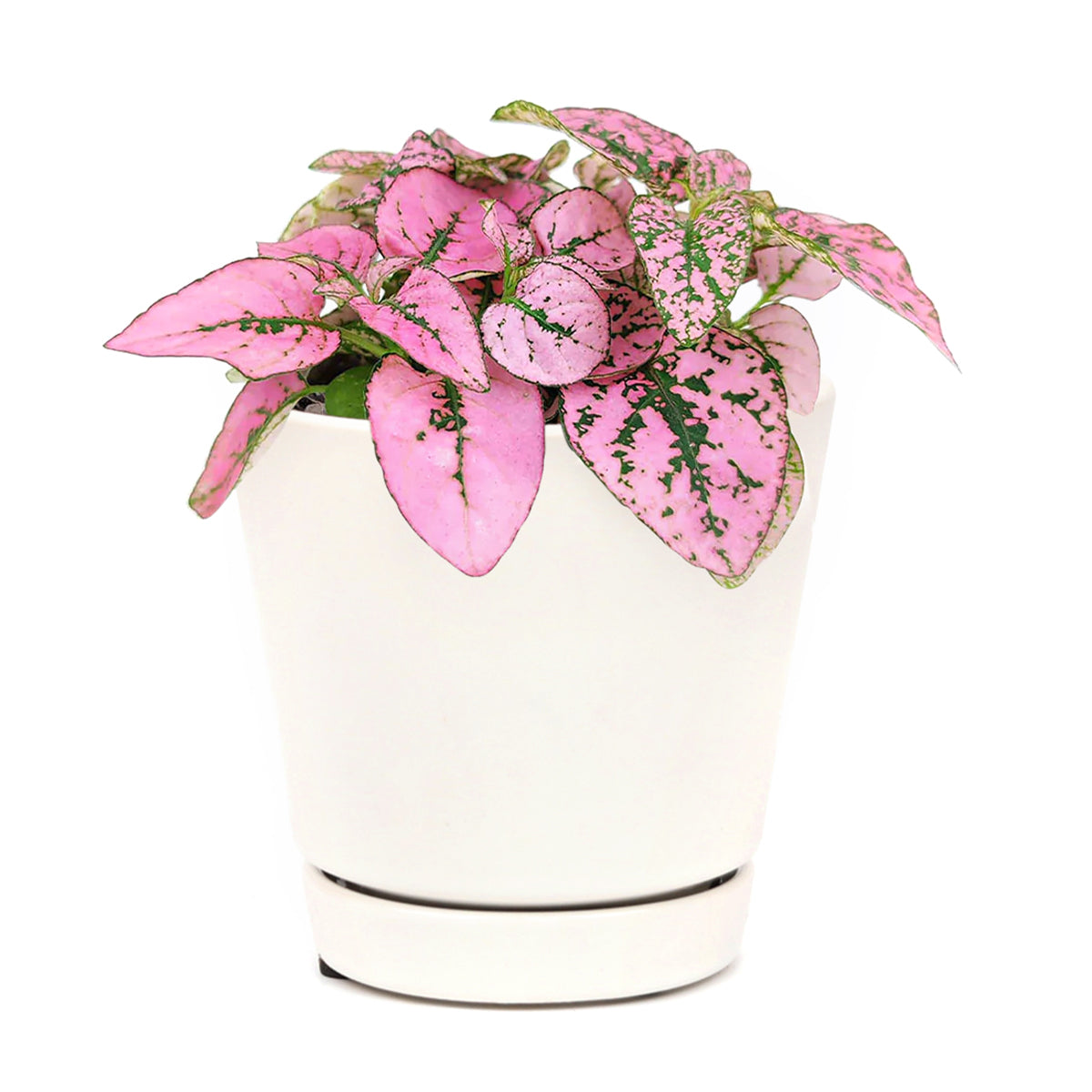 Hypoestes Phyllostachya Pink Splash (6"+ Minimalist Pot) Pink Polka