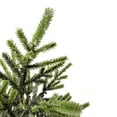 thumbnail image 3 of Northlight Frosted Pine Tree with Natural Jute Base Christmas Decoration - 13.25", 3 of 3