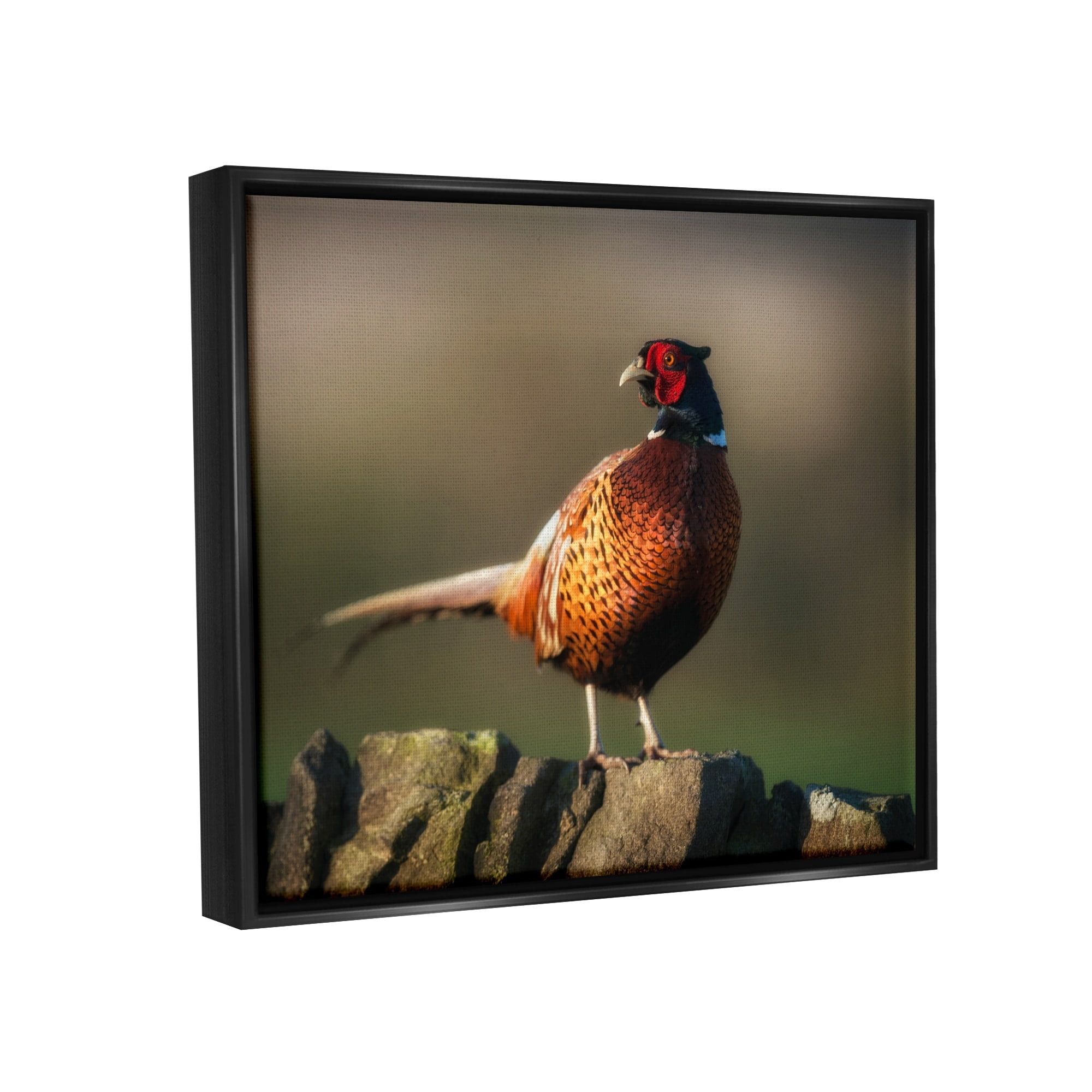 Stupell Industries Illuminated Pheasant Bird Standing Woodland Nature Scenery Photograph Jet Black Floating Framed Canvas Print Wall Art, Design by James Dobson