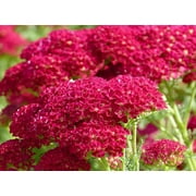 Red Yarrow Wildflower Seeds/ Perennial/ Full Sun/1500 Seeds 1/4 Gram/Zellajake Farm and Garden- B206