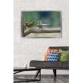 thumbnail image 2 of The Comedy Wildlife Photography Awards: Jacek Stankiewicz - Dispute Wall Poster, 22.375" x 34" Framed, 2 of 5