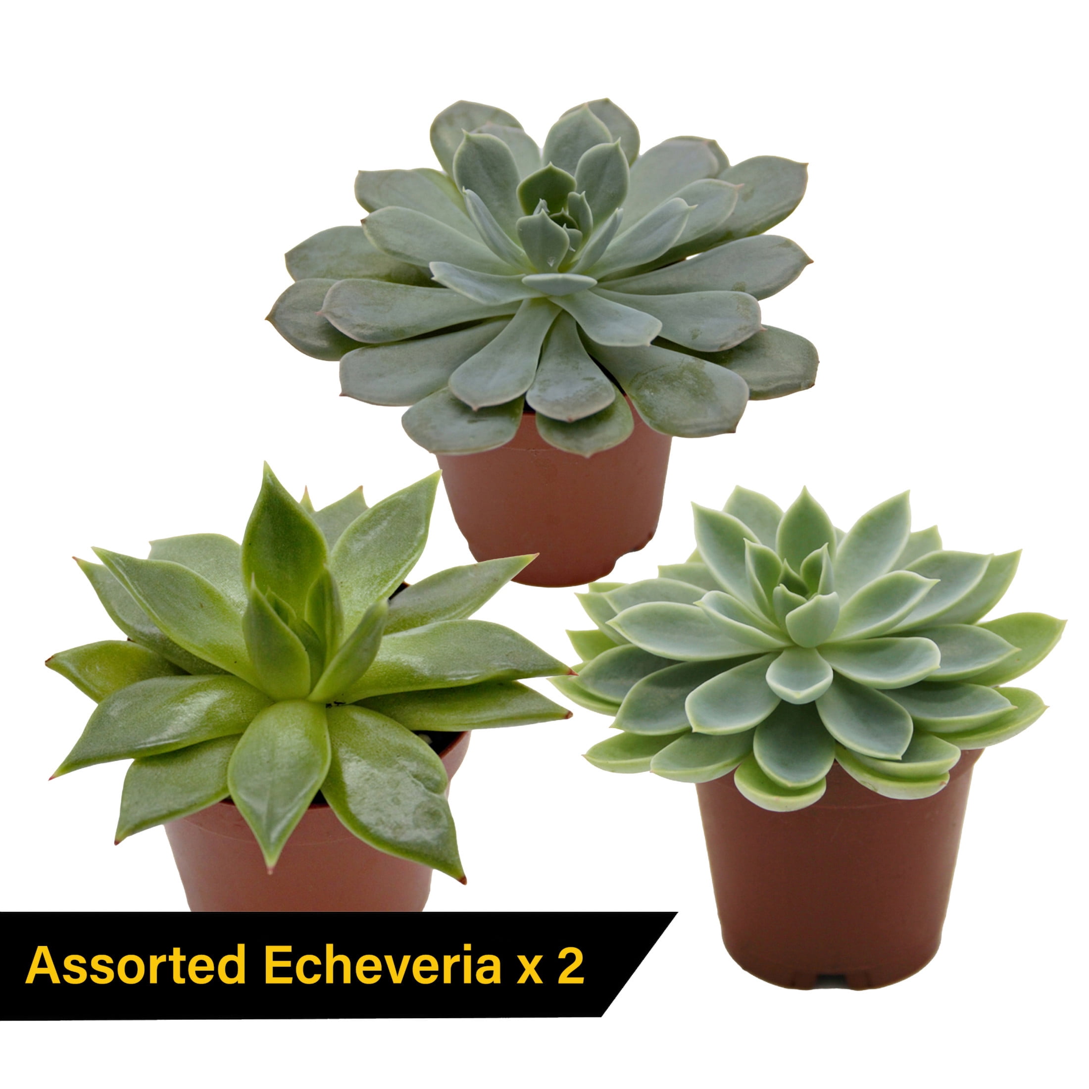 ReptiCulture Desert Plant Starter Bundle