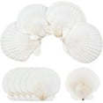 thumbnail image 1 of 10 conchas marinas naturales grandes para manualidades, conchas de vieira blancas para pintar, decoración de playa, bodas, decoración del hogar, 3,7-4 pulgadas, 1 of 6