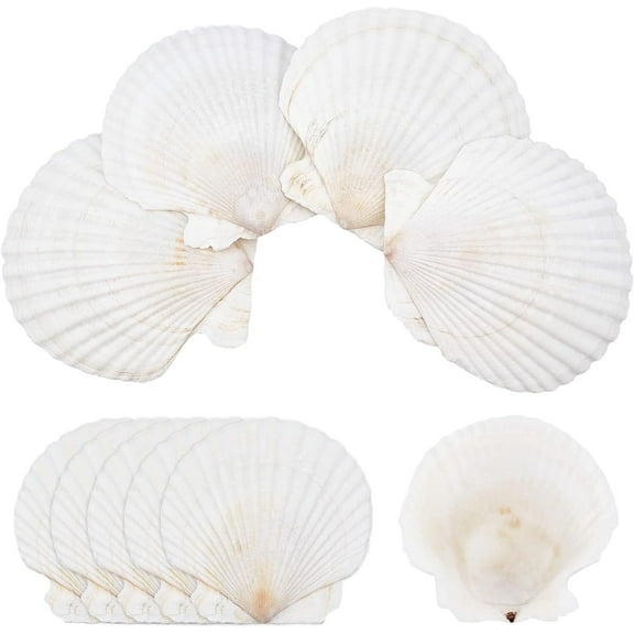 10 pc 10 Pcs Natural Sea Shells Large Sea Shells for Crafts White Scallop Shells for Painting Beach Wedding Decor Home Decoration 3.7-4 Inches