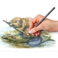 thumbnail image 4 of Staedtler - Lápices de grafito tintados solubles en agua, juego de acuarela, preafilados, 12 colores, 4 of 7