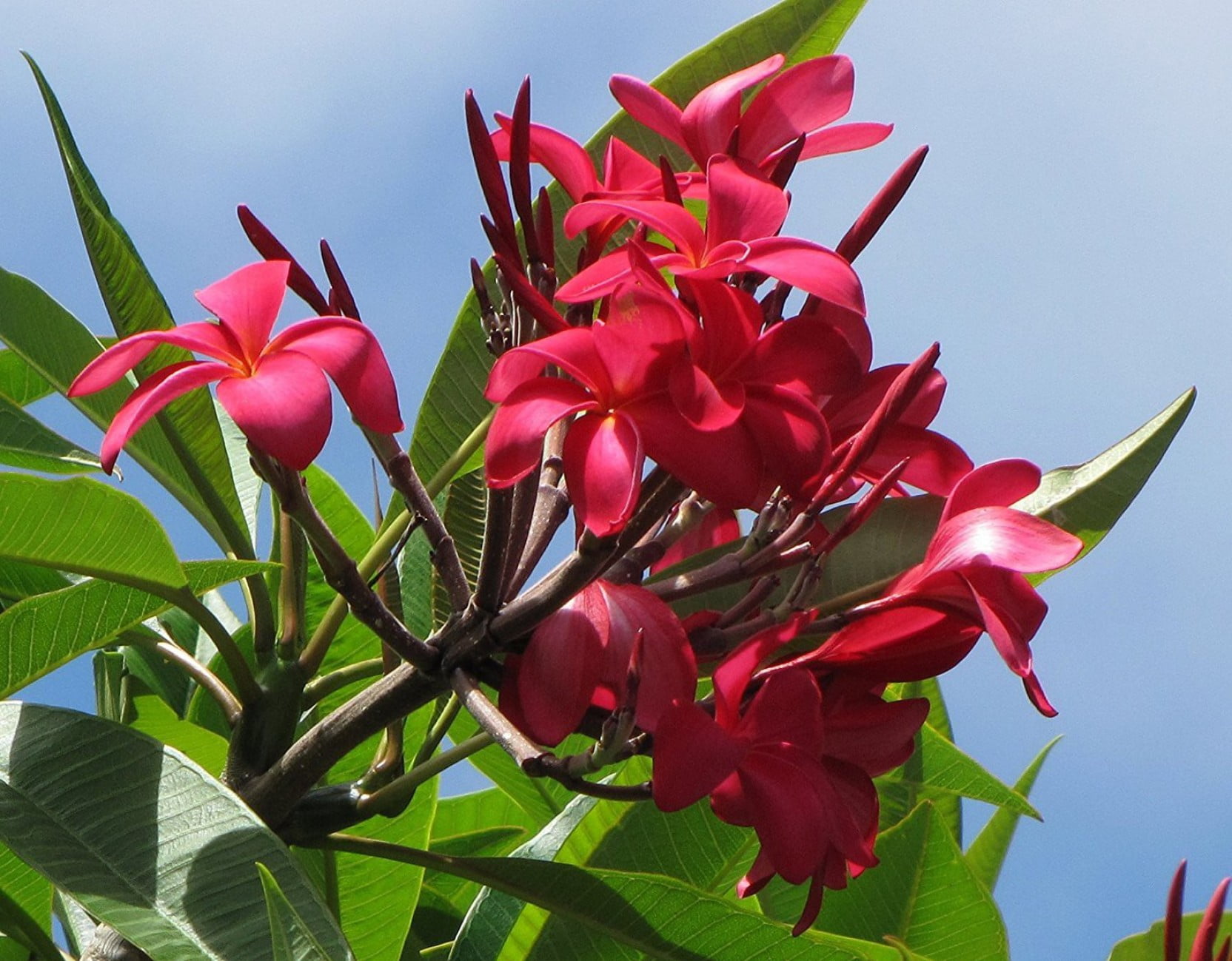 Hawaiian Tropical Red Plumeria Live Plants Cutting, Full Sun