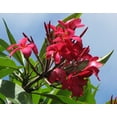 thumbnail image 4 of Hawaiian Live Red Plumeria Plant Cuttings (Pack of 4) Unrroted, No Bloom, Sun, Indoor, Outdoor, 4 of 6