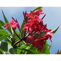Tropical Red Plumeria Plant Live Cutting 1 Pk Full Sun Indoor Outdoor LL2