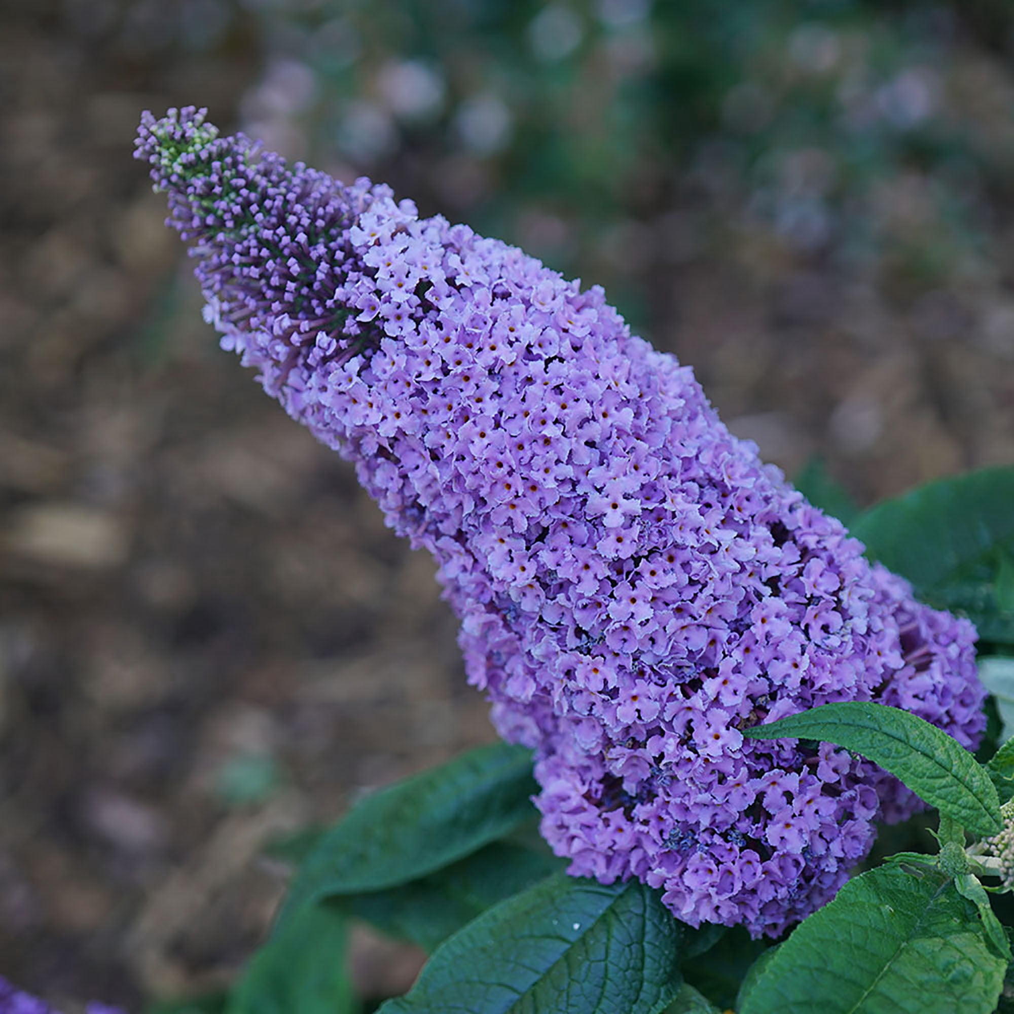 Proven Winners ColorChoice Pugster Amethyst Buddleia Live Shrub (2 Gallon)