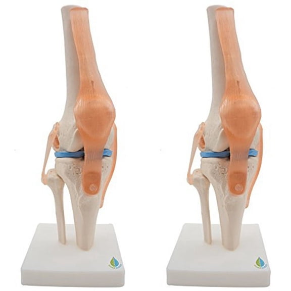 2X Anatomical Knee Joint with Ligaments Model, Life Size