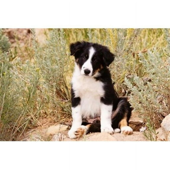Posterazzi PDDNA02PWO0040 Border Collie Puppy Dog Poster Print by Piperanne Worcester - 24 x 16 in.