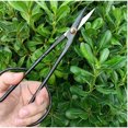thumbnail image 5 of Professional Sharp Pruners, Garden Pruners, Tree Trimmers Secateurs, Bypass Pruning Shears, Secateurs, Hand Pruner, Garden Shears, Gardening Shears Clippers for Plants, Gardening Cutter, 5 of 5