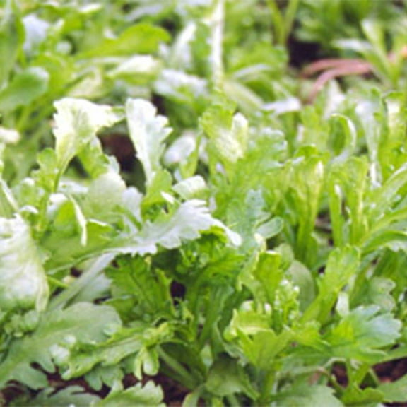 Chrysanthemum Greens Seeds - Garland Serrated Leaf -3 g Packet ~918 Seeds - Non-GMO, Heirloom - Asian Edible Flower & Microgreens