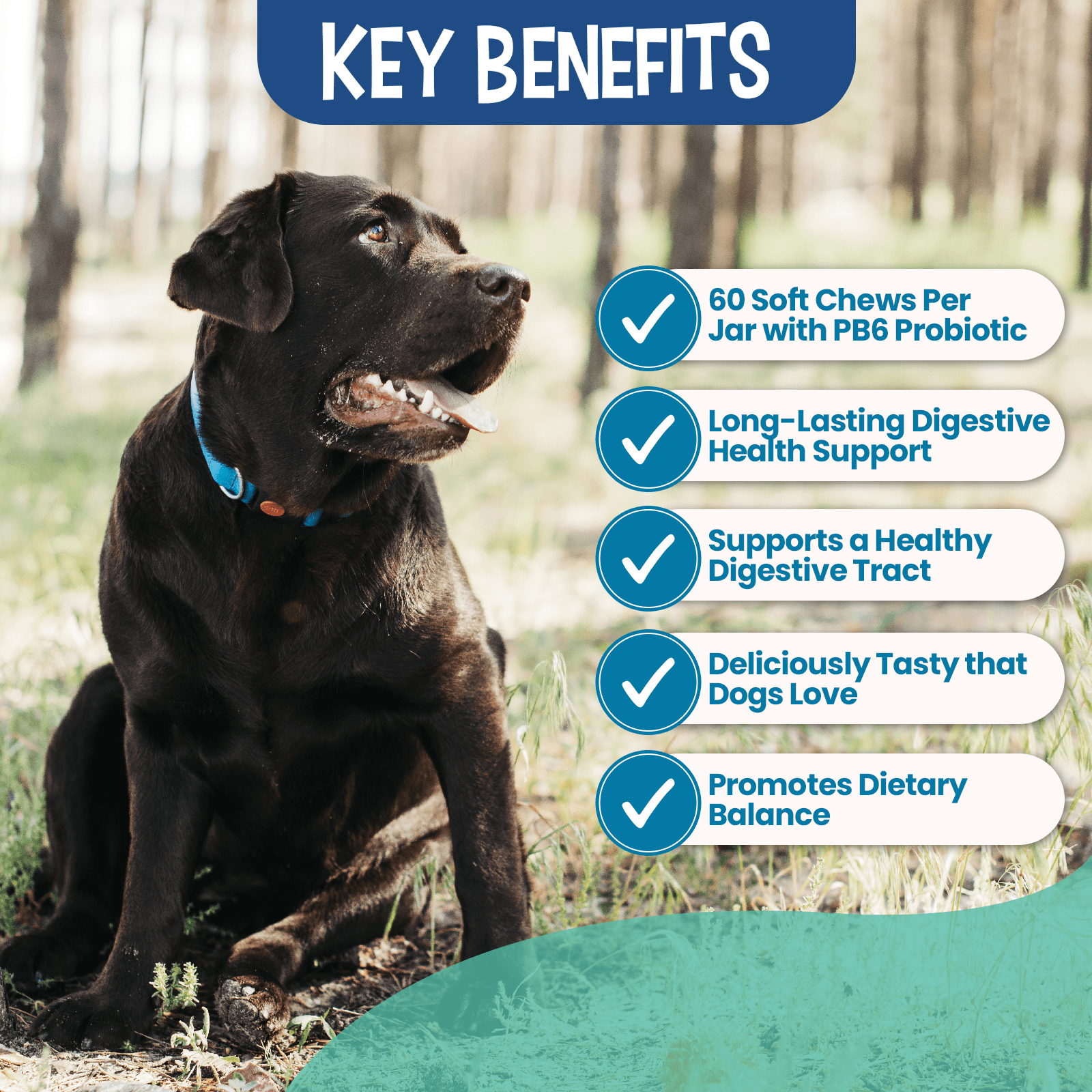 Replenish Probiotic and Digestive Enzyme Chews for Dogs - Dog Probiotics Digestive Supplement - Probiotics for Dogs Gut Health & Stomach Relief - 60 Soft Chews