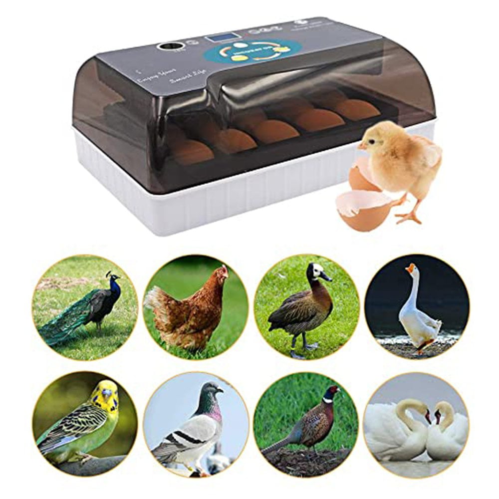small bird egg incubator small bird egg incubator