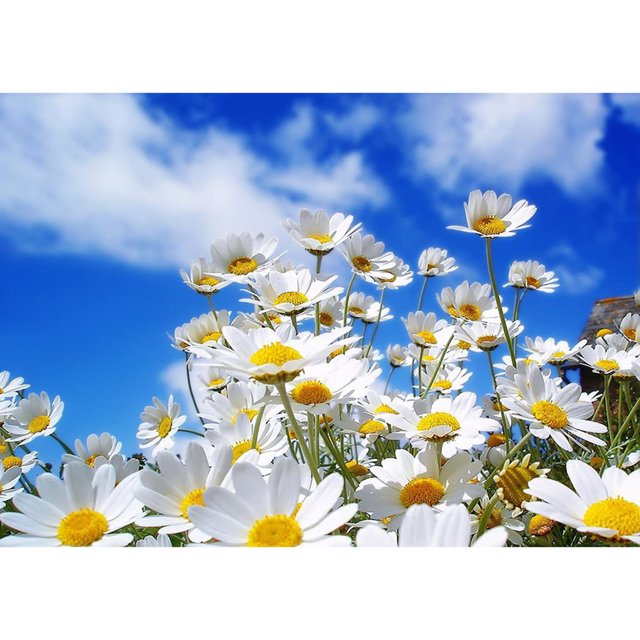 Pintura de diamante (DB3142) Plantas 5D DIY Punto de cruz cuadrado (Flor-t441) 50x70cm Hugtrwg Para estrenar