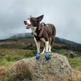 thumbnail image 4 of Botas para perros antideslizantes e impermeables para exteriores, zapatos para perros medianos y grandes con suela resistente, color azul, talla XL, 4 of 5