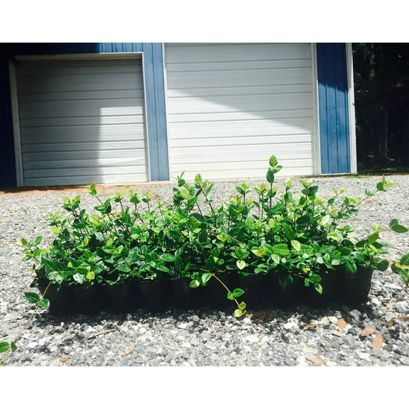 Asiatic Jasmine Minima - 30 Live Plants - Low Maintenance Evergreen Ground Cover