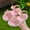 Pink, variant on Zecgelong Girls Sandals For Casual Outdoor Vacation Comfortable Daily Wear Fixed Design Open Toe Style For Ages 3 12 Girls Princess Sandals Size 9.5 Beige
