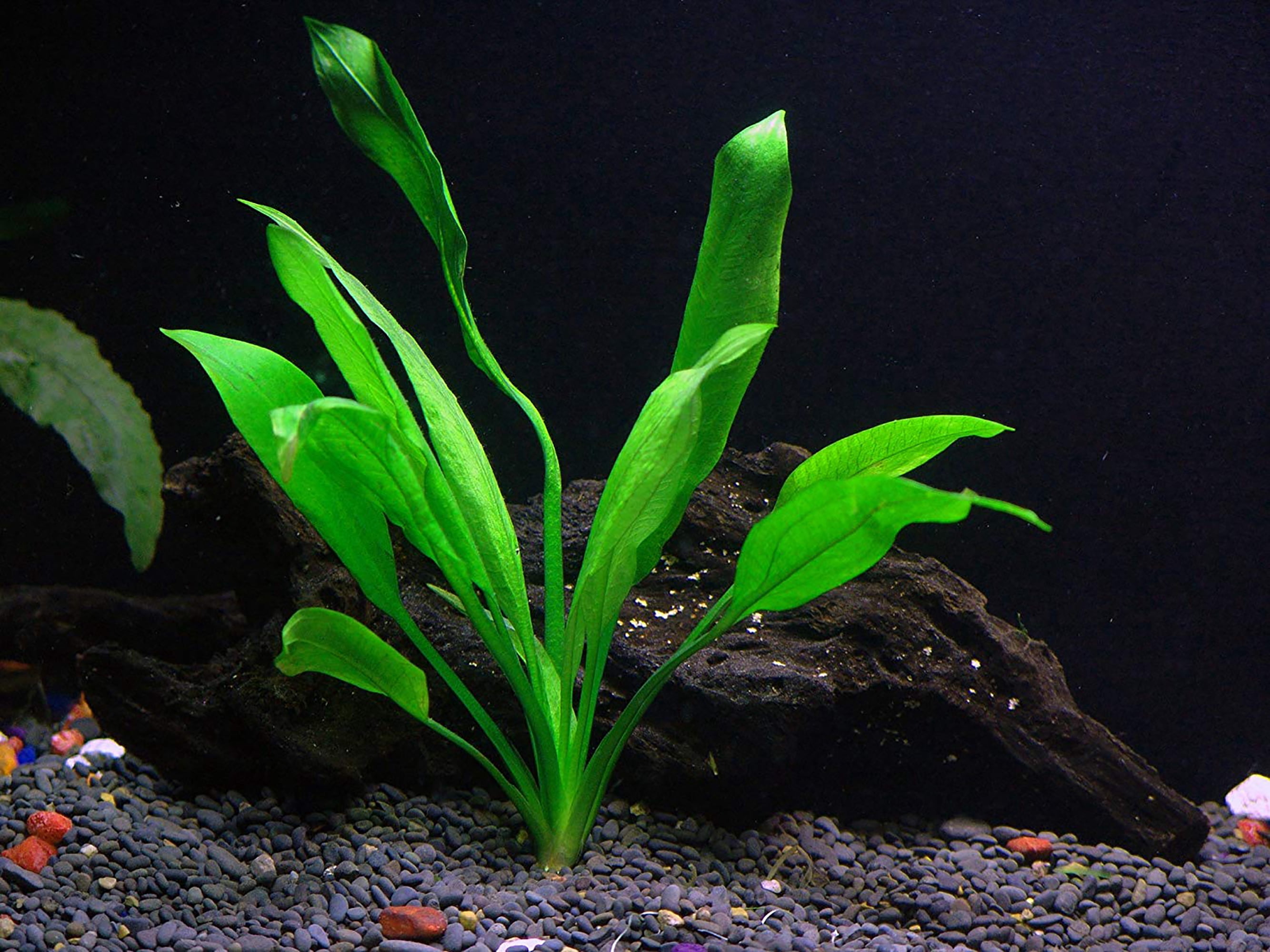 Amazon Sword Echinodorus Bleheri (3 Pack Potted - 5-8 Inches) Live Aquarium Plants BUY 2 GET 1 FREE