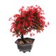 thumbnail image 5 of unbranded Planta Artificial Bonsái Roja Para Decorar Mesas Y Espacios En Hogar Oficina O Restaurante, 5 of 8