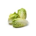 thumbnail image 2 of 3000 Seeds LITTLE GEM LETTUCE Small Romaine Butterhead Lactuca Vegetable Seeds, 2 of 11