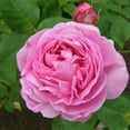 thumbnail image 1 of Heirloom Roses One Gallon Rose Plants - Louise Odier Bourbons Rose - Live Pink Flowers, 1 of 1