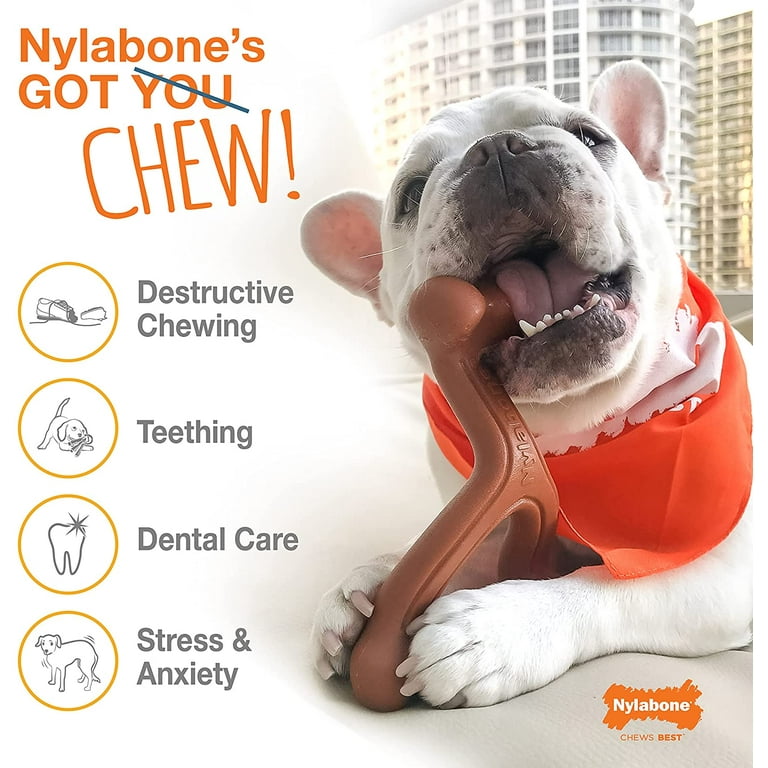 Nylabone pro action dental chew 2025