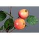 thumbnail image 5 of 1 rama/rojo especificaciones: aproximadamente 48 cm de largo 1 rama/5 frutas Ramas de frutas simuladas flores artificiales de plástico ANGGREK Otros, 5 of 8