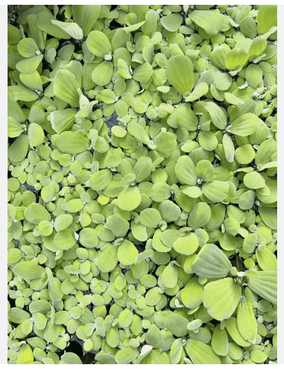 Dwarf Water Lettuce Live Floating Aquarium Plant, Natural Freshwater Aquatic Plant