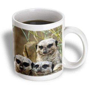 3dRose Meerkats, Louisville Zoo, Louisville, Kentucky - US18 AJE0297 - Adam Jones, Ceramic Mug, 11-ounce