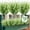 White, variant on HESHENG 12 Bundles Artificial with 7 Flexible Stems,14" Boston Fern Greenery Outdoor UV Resistant No Fade (Green)