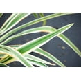 thumbnail image 4 of 1 Gal. Variegated Flax Lily - Drought Tolerant - Indoor or Outdoor Flowering Accent Grass, 4 of 5