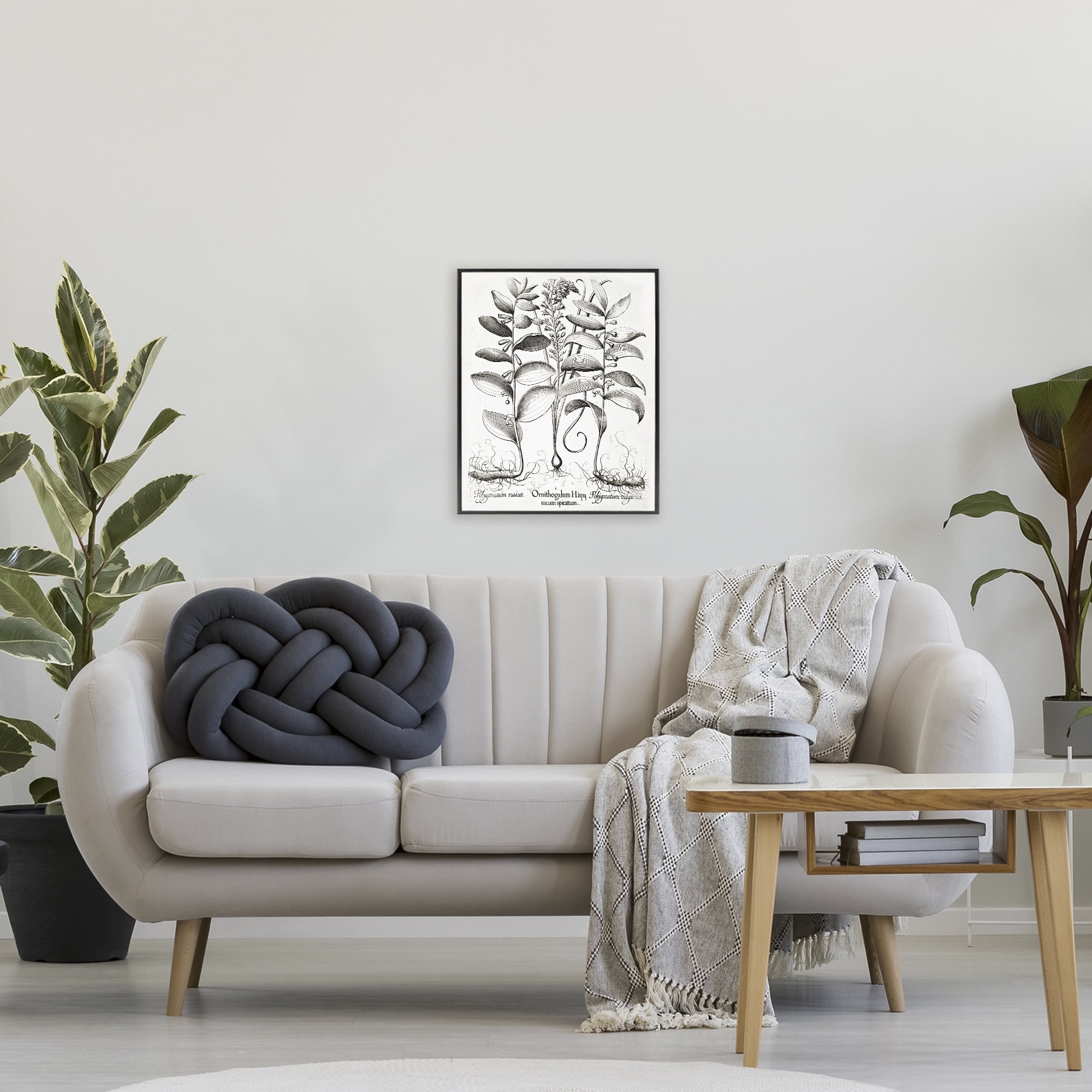 Vintage Botanical Root Study Black Framed Giclee Art, design by Lettered and Lined