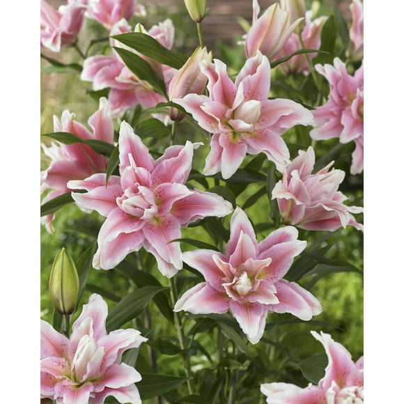 Lilium Roselily Natalia Lilium Roselily Natalia 3 Bulbes
