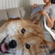 thumbnail image 3 of Shiba Inu anti-pilling, suave, ligera, esponjosa y acogedora de lujo para hogar y cocina – Perfecta para niños y adultos,150X200cm, 3 of 6
